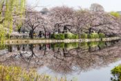 Cherry trees by the Shinobazu Pond