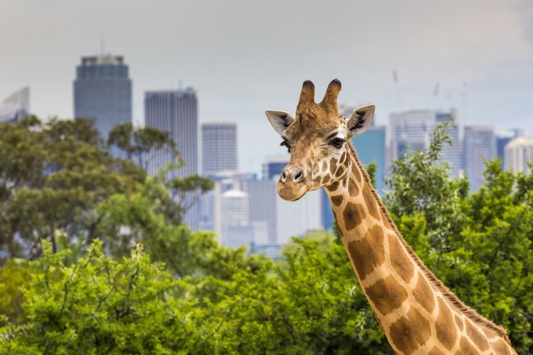 Taronga Zoo giraffe