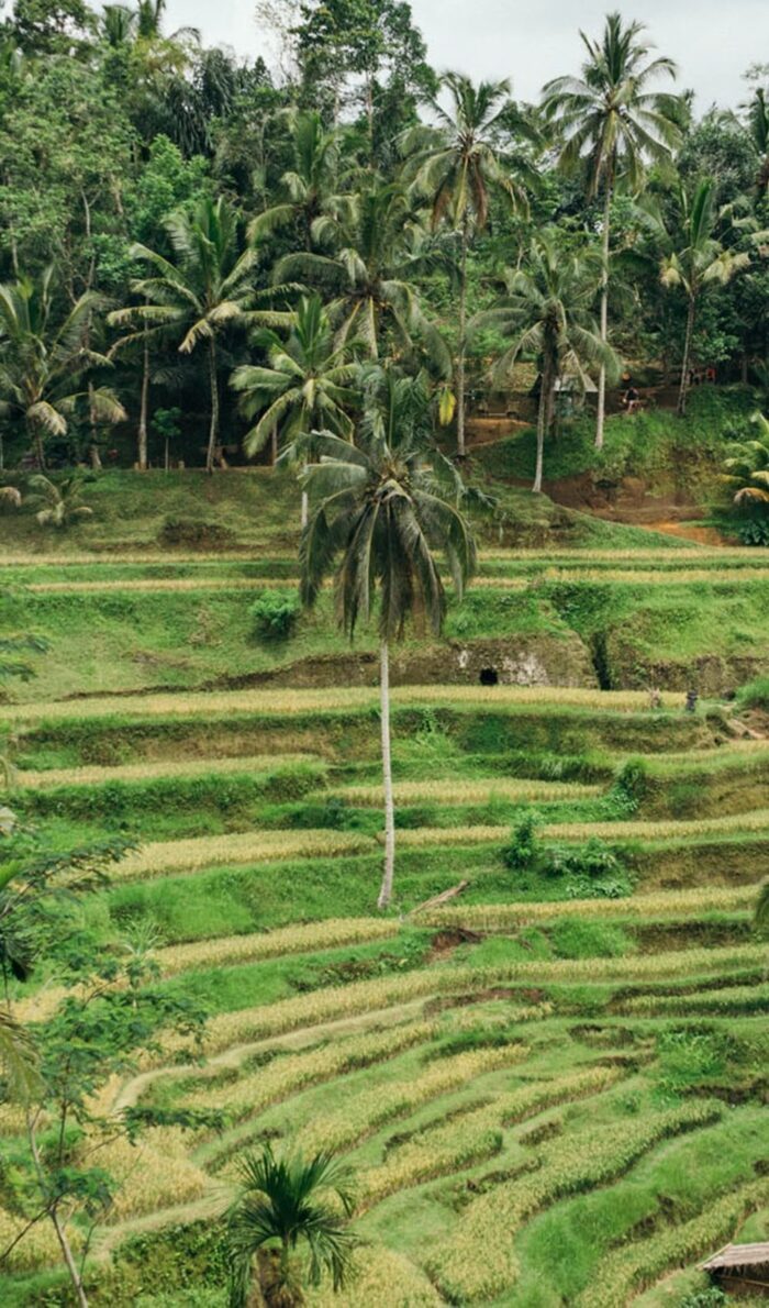 The rice terraces are a must-see on Bali