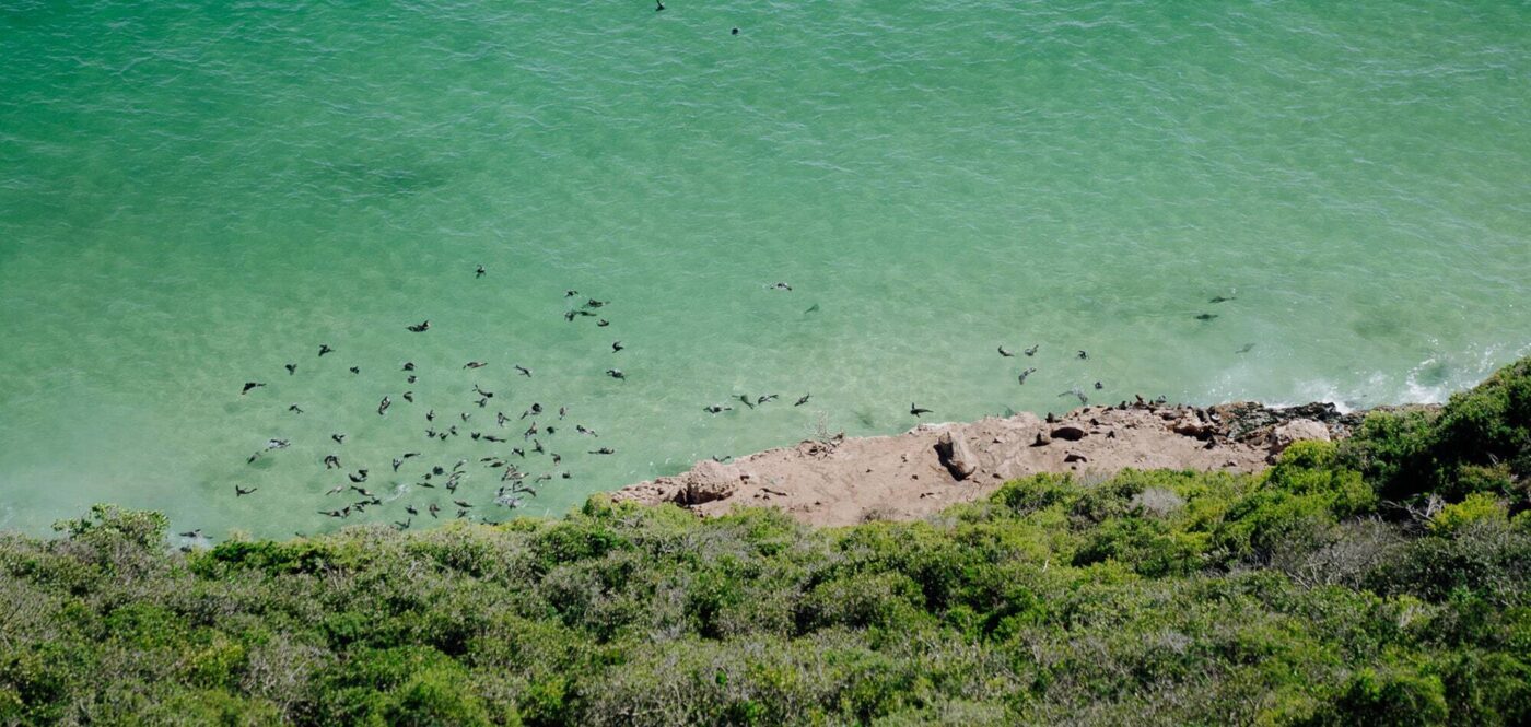 22places header image - seals on the shore in south africa