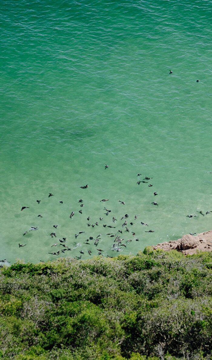 22places mobile header image - seals on the shore in south africa